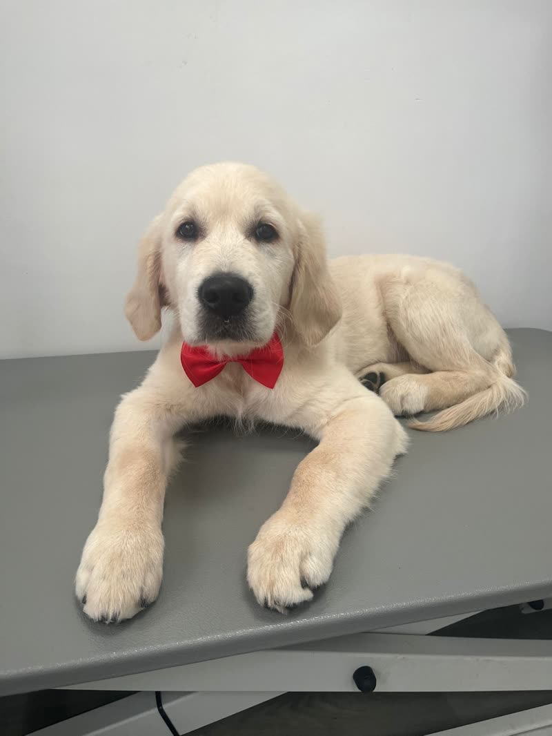 A golden retriever puppy in a red bow tie lying on the grey grooming table after its groom