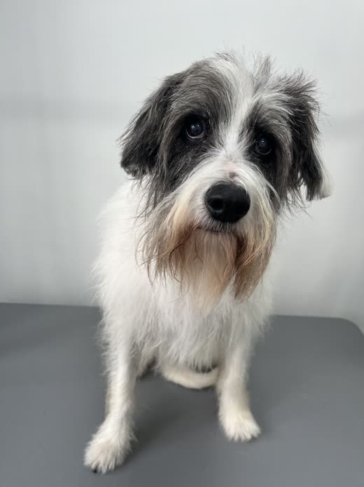 A shaggy grey-and-white terrier sitting on the grooming table mid-groom, coat still long