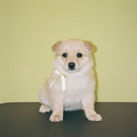 A tiny fluffy puppy freshly tidied after its first groom